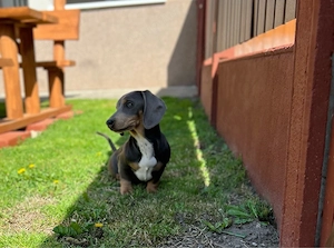 Tacskó lányok - kép 2