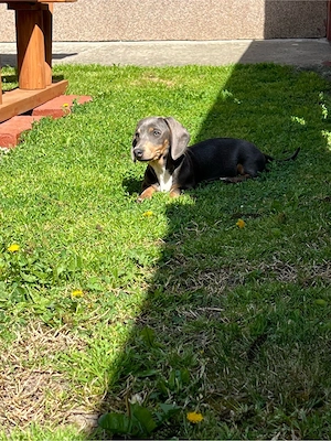 Tacskó lányok - kép 5