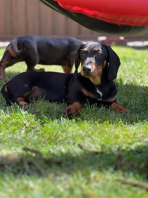 Tacskó lányok - kép 4
