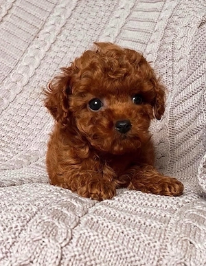   toy uszkár kiskutyák   - kép 3