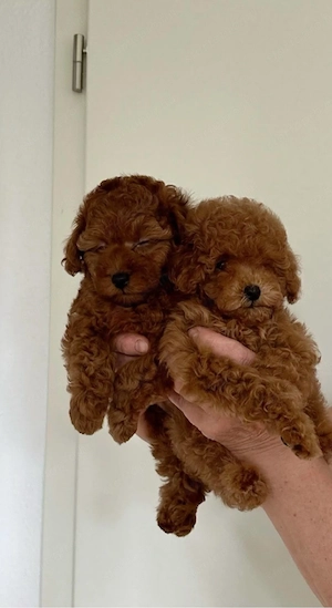   toy uszkár kiskutyák   - kép 4