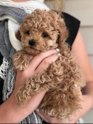   toy uszkár kiskutyák   - kép 2