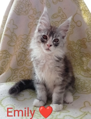 Maine coon cica- Hivatalos tenyészetből 