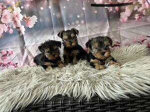 Yorki kiskutyák gazdit keresnek