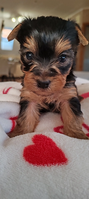 Yorkshire terrier kicsi növésű kutyus foglalózható - kép 6