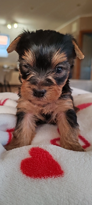 Yorkshire terrier kicsi növésű kutyus foglalózható - kép 10