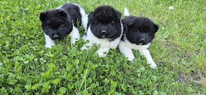 Amerikai akita kölykök - kép 3