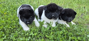 Amerikai akita kölykök - kép 5