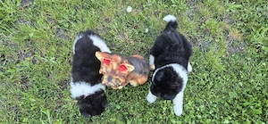 Amerikai akita kölykök - kép 2