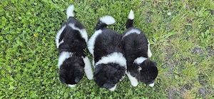 Amerikai akita kölykök - kép 4