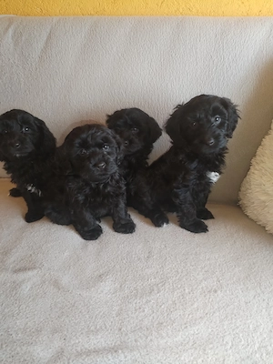 Maltipoo kölykök eladók - kép 3