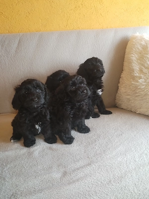 Maltipoo kölykök eladók - kép 4
