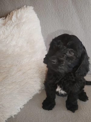 Maltipoo kölykök eladók - kép 2