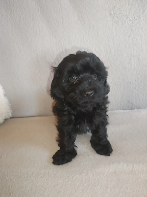 Maltipoo kölykök eladók