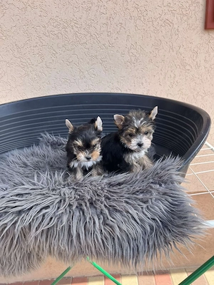 yorkshire terrier kiskutya - kép 2