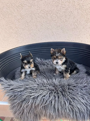yorkshire terrier kiskutya