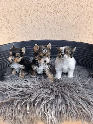yorkshire terrier kiskuty k