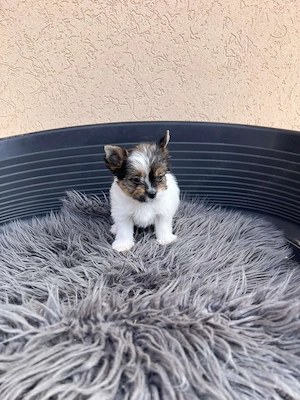 yorkshire terrier kiskuty k - kép 2