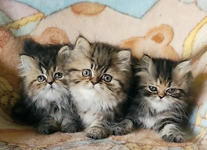 Perzsa kiscicák elérhetőek