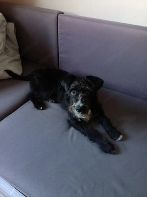 Ingyen elvihető kutya 