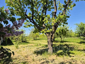  Páli - részben közművesített építési telek eladó