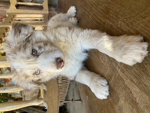 Border collie csoki merle kisfiú