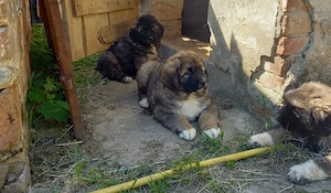 Kaukázusi kan kölykök - kép 2