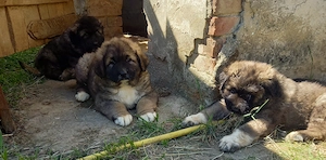 Kaukázusi kan kölykök - kép 3