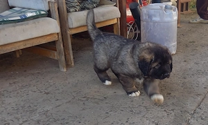 Kaukázusi kan kölykök - kép 4