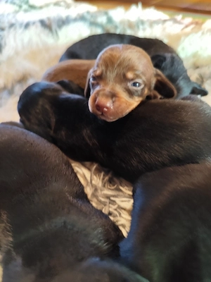 Tacskó kiskutyák Törpe Tacskó kisfiúk - kép 6