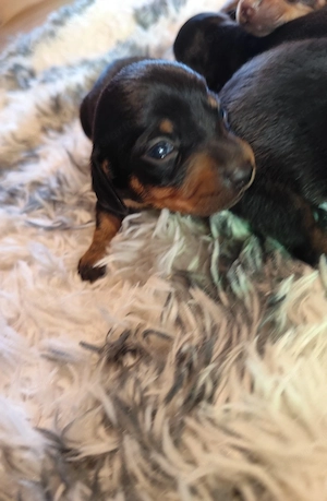 Tacskó kiskutyák Törpe Tacskó kisfiúk - kép 4