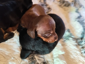 Tacskó kiskutyák Törpe Tacskó kisfiúk - kép 3