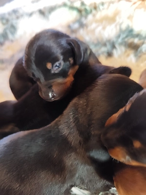 Tacskó kiskutyák Törpe Tacskó kisfiúk - kép 5