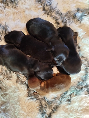 Tacskó kiskutyák Törpe Tacskó kisfiúk - kép 2