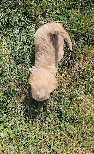 Maltipoo kölyök  - kép 2