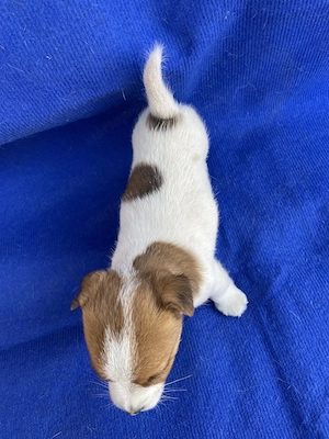 Azonnal elvihető fajta jellegű Jack Russel terrier kiskutyák! - kép 2