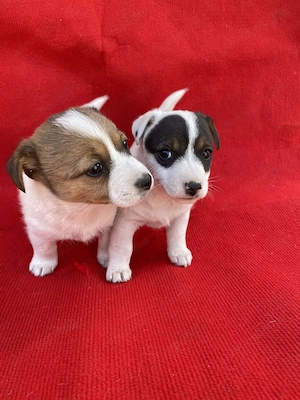 Azonnal elvihető fajta jellegű Jack Russel terrier kiskutyák! - kép 3