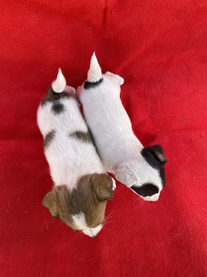 Azonnal elvihető fajta jellegű Jack Russel terrier kiskutyák! - kép 4