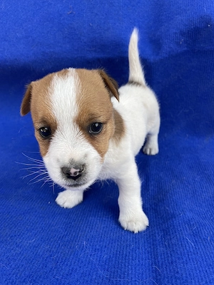 Azonnal elvihető fajta jellegű Jack Russel terrier kiskutyák!