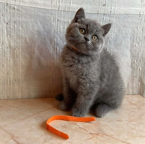 Brit rövidszőrű macskák eladók - kép 3