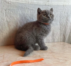 Brit rövidszőrű macskák eladók - kép 5