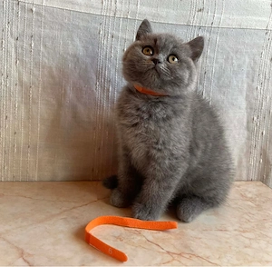 Brit rövidszőrű macskák eladók - kép 4