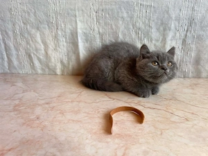 Brit rövidszőrű macskák eladók - kép 2