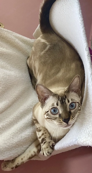 Törzskönyvezett Bengáli macska gazdit keres