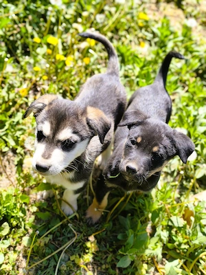 Eladó Husky - Rottweiler kiskutyák - kép 4