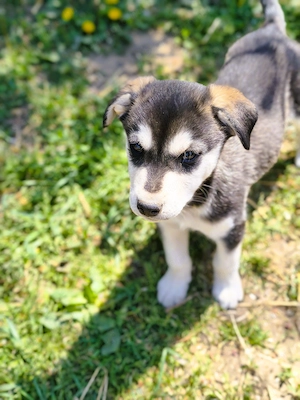 Eladó Husky - Rottweiler kiskutyák - kép 2