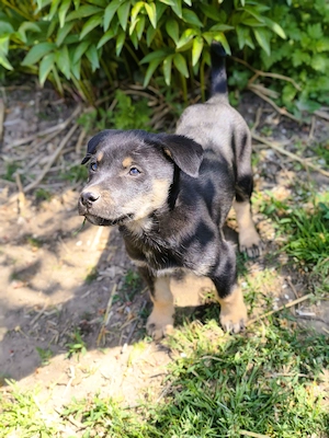 Eladó Husky - Rottweiler kiskutyák - kép 3