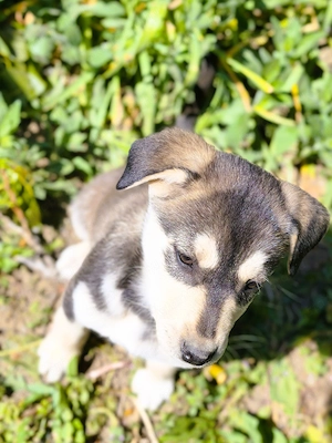 Eladó Husky - Rottweiler kiskutyák - kép 7