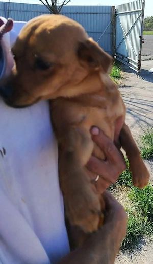 A jászladányi gyepmesteri telep gazdakeresői sos