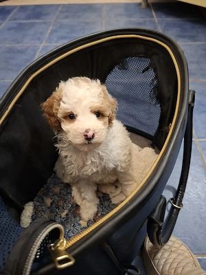 Törpe uszkár kisfiú 8 hetes. - kép 2